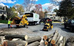 Best Seasonal Cleanup (Spring/Fall)  in La Feria, TX